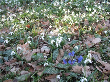 fleurs